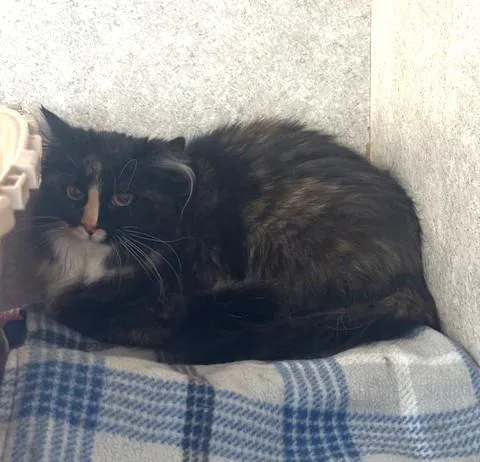 A young small-sized female Black & White / Tuxedo Domestic Long Hair cat named Boop for adoption in Hutchinson, MN