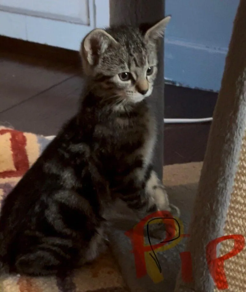 A baby small-sized female Brown / Chocolate Exotic Shorthair cat named Nyt Games:  Pip for adoption in Warren, CT
