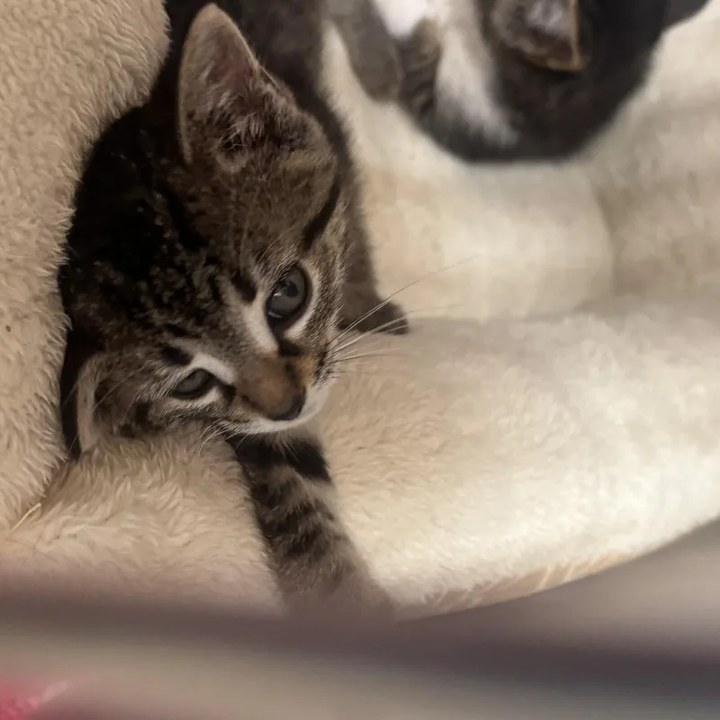 A baby small-sized female Brown / Chocolate Domestic Short Hair cat named Athena for adoption in Starkville, MS