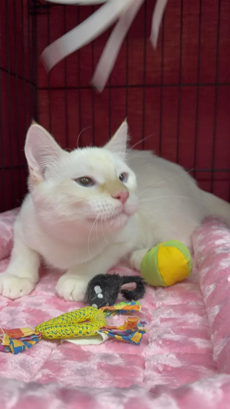 A young large-sized male Cream Point Domestic Short Hair cat named Kilo for adoption in Albuquerque, NM