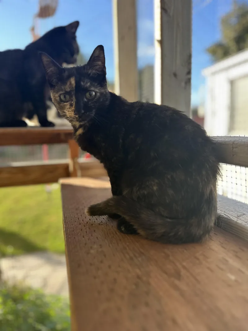 A young small-sized female Tortoiseshell Domestic Short Hair cat named Anemone for adoption in Garden Grove, CA