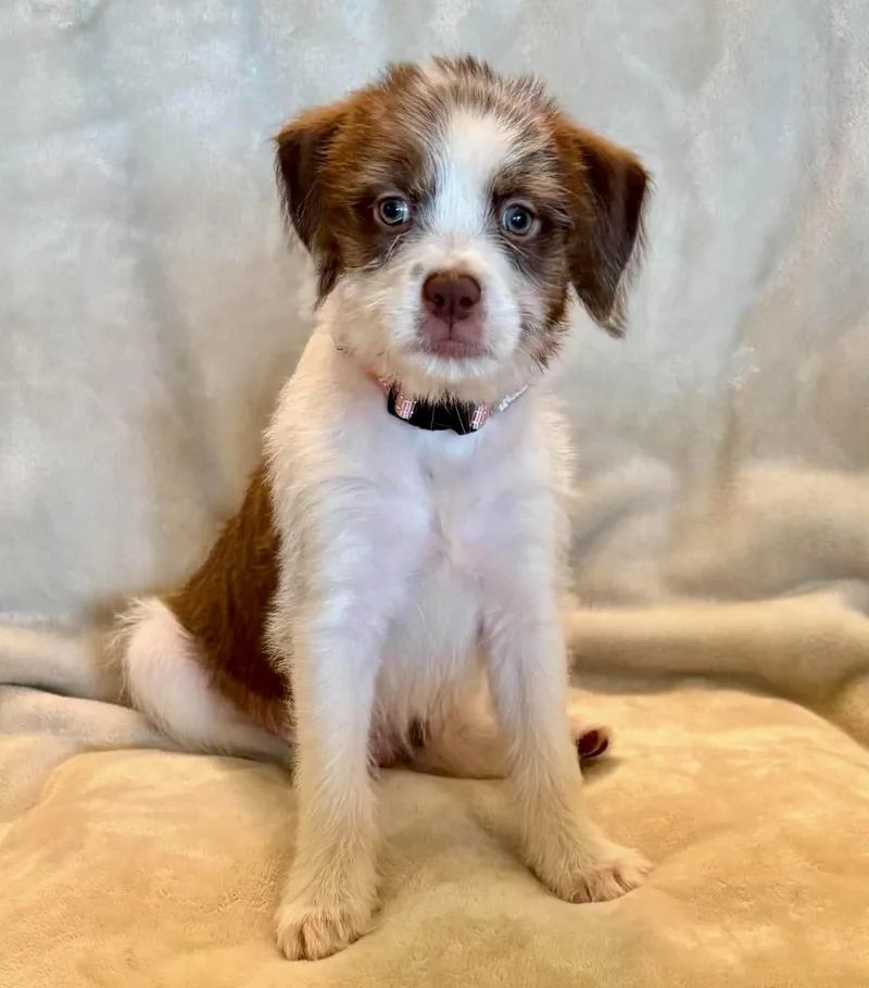A baby medium-sized male Brown / Chocolate Terrier dog named Grizzly for adoption in Pelham, NH