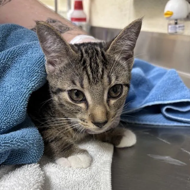 A baby small-sized female Brown / Chocolate Domestic Short Hair cat named Ojitos for adoption in Asheville, NC