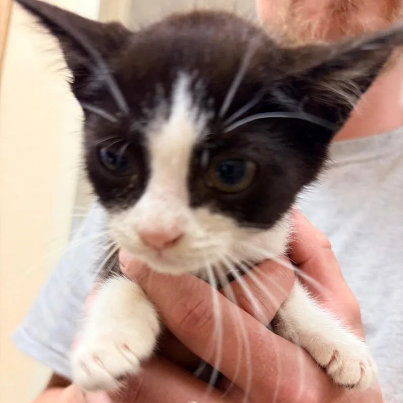 A baby small-sized male Black Domestic Short Hair cat named Curry for adoption in Palestine, TX