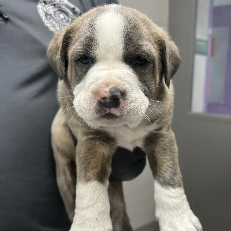 Gator The Bully Mix thumbnail 2