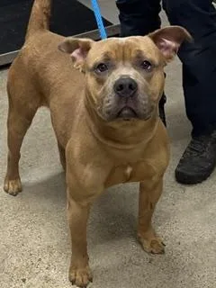 A young medium-sized male Brown / Chocolate Pit Bull Terrier dog named Aspen for adoption in Cleveland, OH
