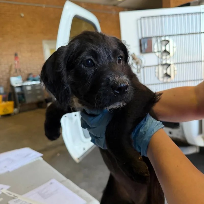 A baby small-sized female Black Pit Bull Terrier dog named Paddington for adoption in Birmingham, AL