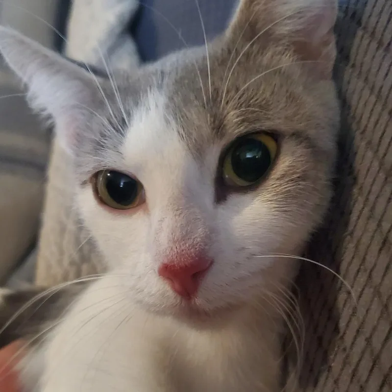 An adult medium-sized female White Domestic Short Hair cat named Catniss Everclean for adoption in Union, MO
