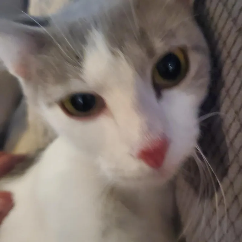 Catniss Everclean thumbnail 2