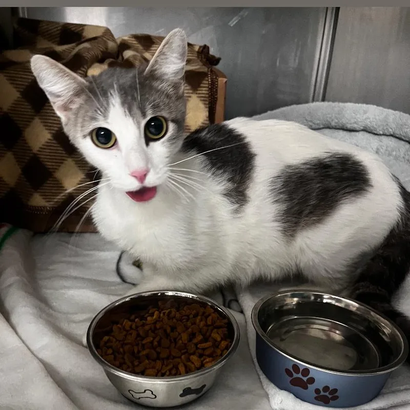Catniss Everclean thumbnail 3