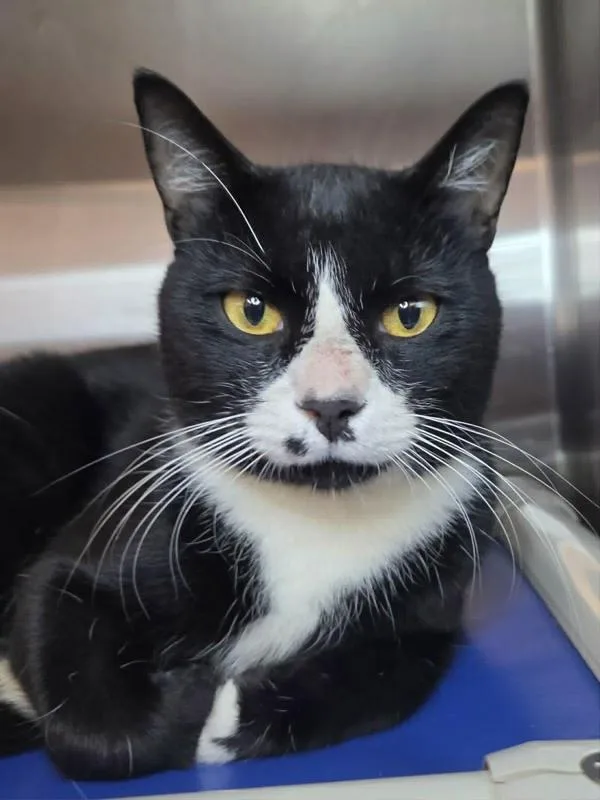 A young small-sized male Domestic Short Hair cat named Monroe for adoption in Millersville, MD