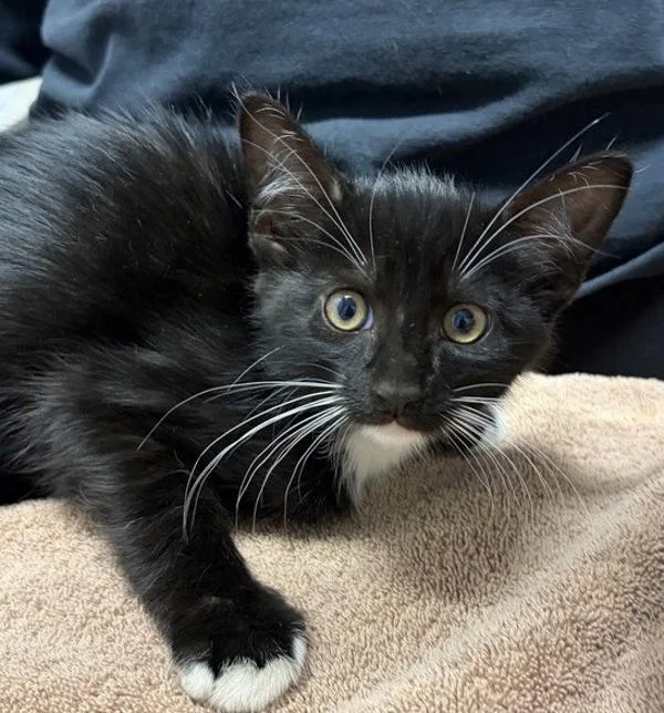 A baby small-sized female Domestic Short Hair cat named Journal for adoption in Escondido, CA