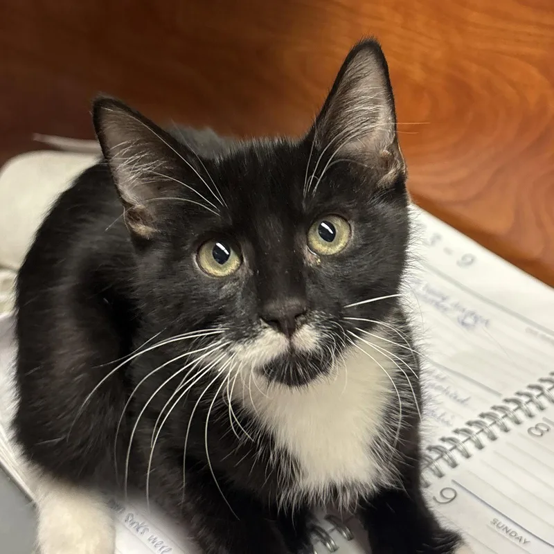 A baby medium-sized male Domestic Short Hair cat named Sir Woolworth for adoption in Sonora, CA