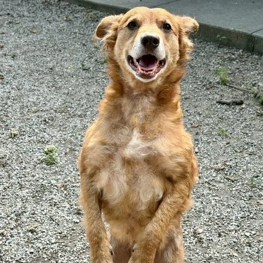 An adult medium-sized female Red / Chestnut / Orange Spaniel dog named Sally for adoption in Dayton, OH