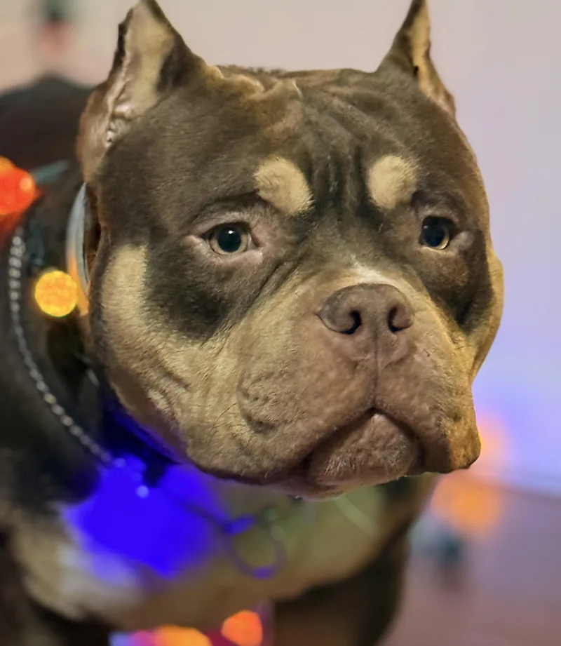 A young medium-sized male Brown / Chocolate American Bully dog named Bro for adoption in Shelbyville, TN