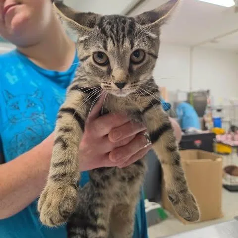 A baby small-sized female Brown / Chocolate Domestic Short Hair cat named Modesty for adoption in Fredericksburg, VA