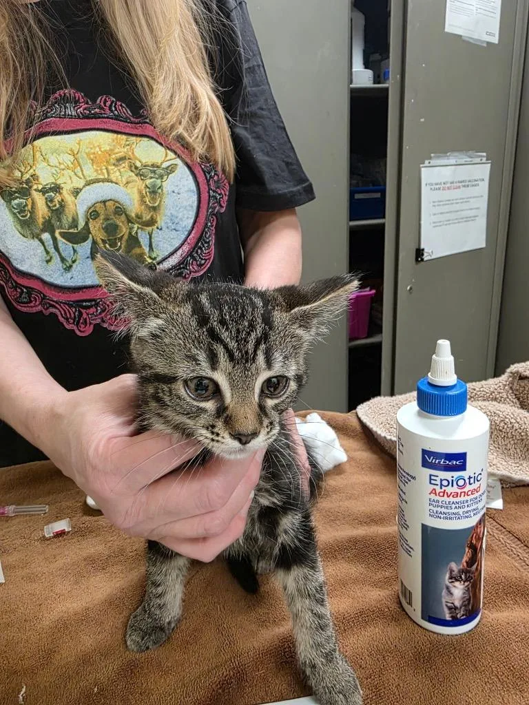A baby medium-sized female Domestic Short Hair cat named Kennedy for adoption in Meriden, CT