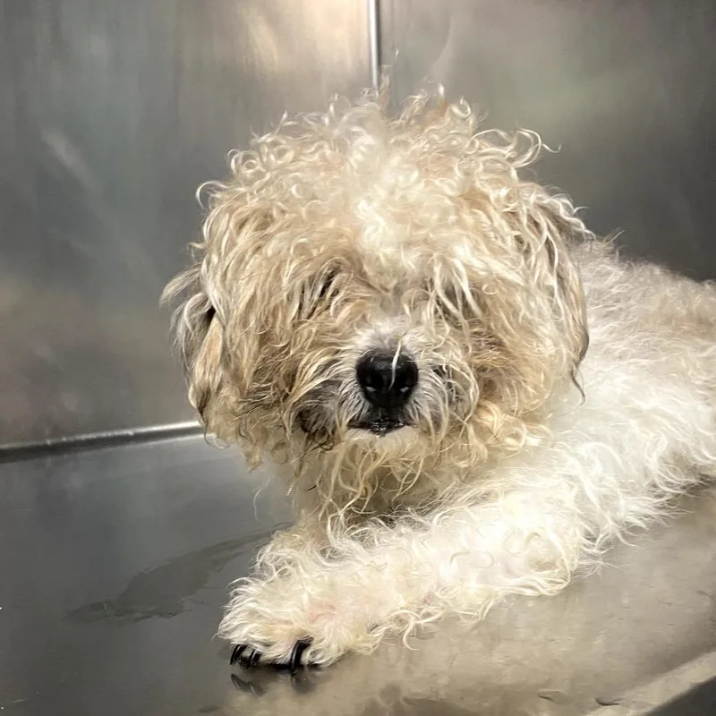 A senior small-sized female White / Cream Maltese dog named Charlotte for adoption in Philadelphia, PA