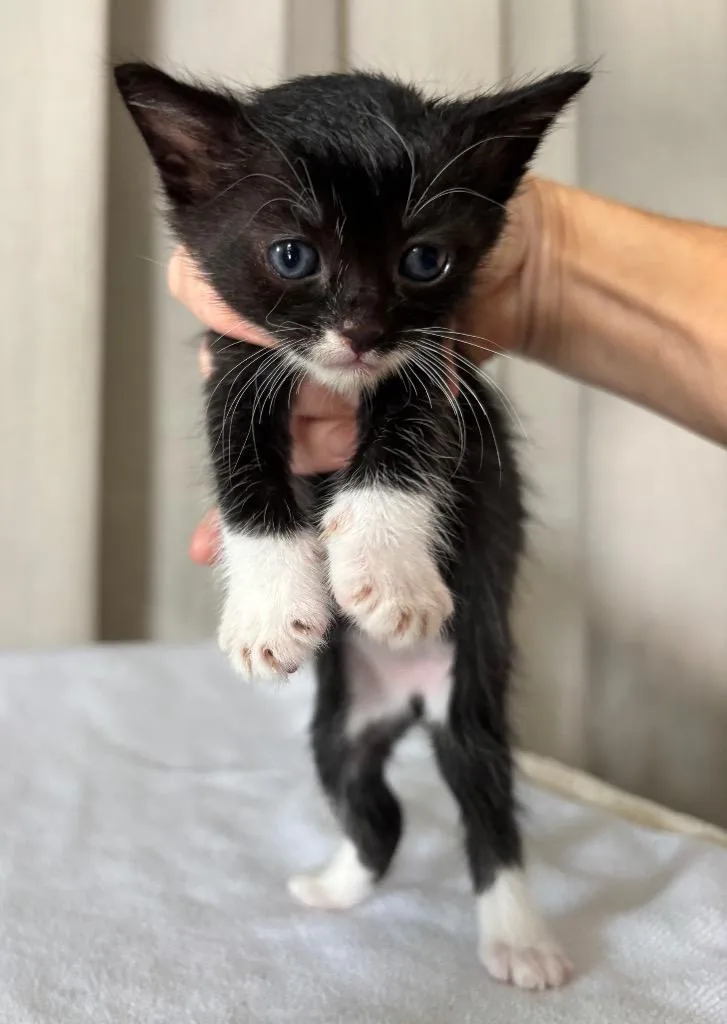 A baby medium-sized male Calico cat named Shamus for adoption in San Pedro, CA