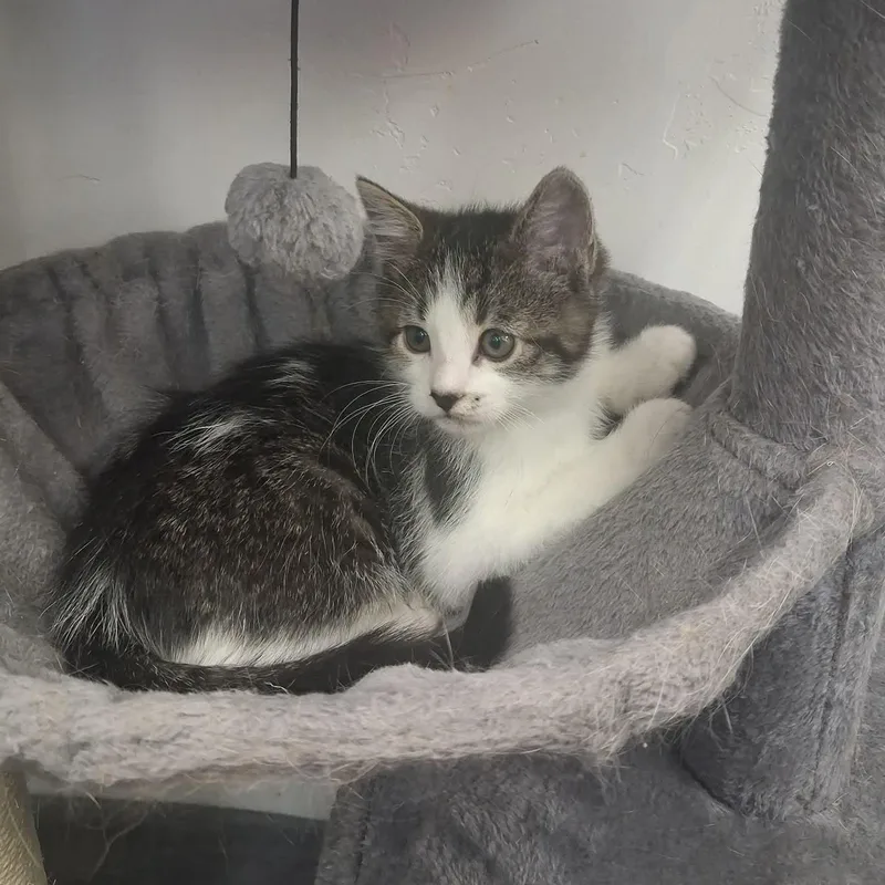 A young small-sized male Tabby (Brown / Chocolate) Domestic Short Hair cat named Odin for adoption in Roosevelt, UT