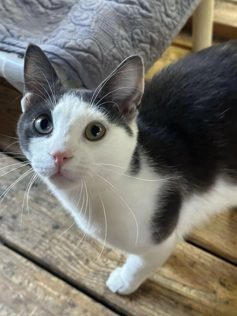 A young medium-sized male Domestic Short Hair cat named Doc for adoption in Anderson , SC