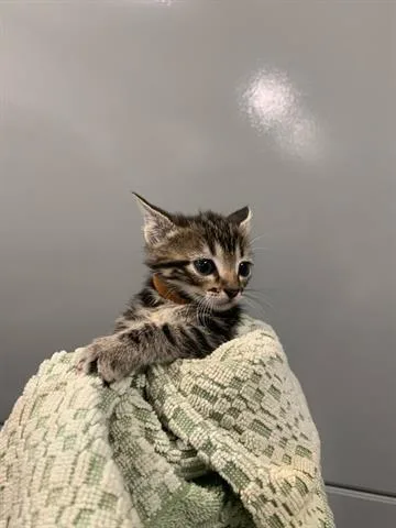 A baby small-sized male Domestic Short Hair cat named Brown for adoption in San Martin, CA