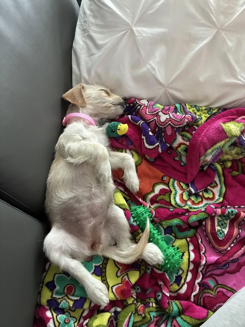 A baby small-sized female Terrier dog named Birdie  "B" Litter for adoption in Holly Springs, NC