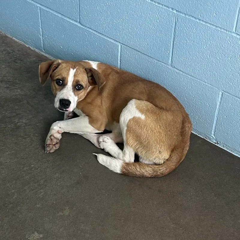 An adult medium-sized male Jack Russell Terrier dog named Bingo for adoption in Emporia, KS
