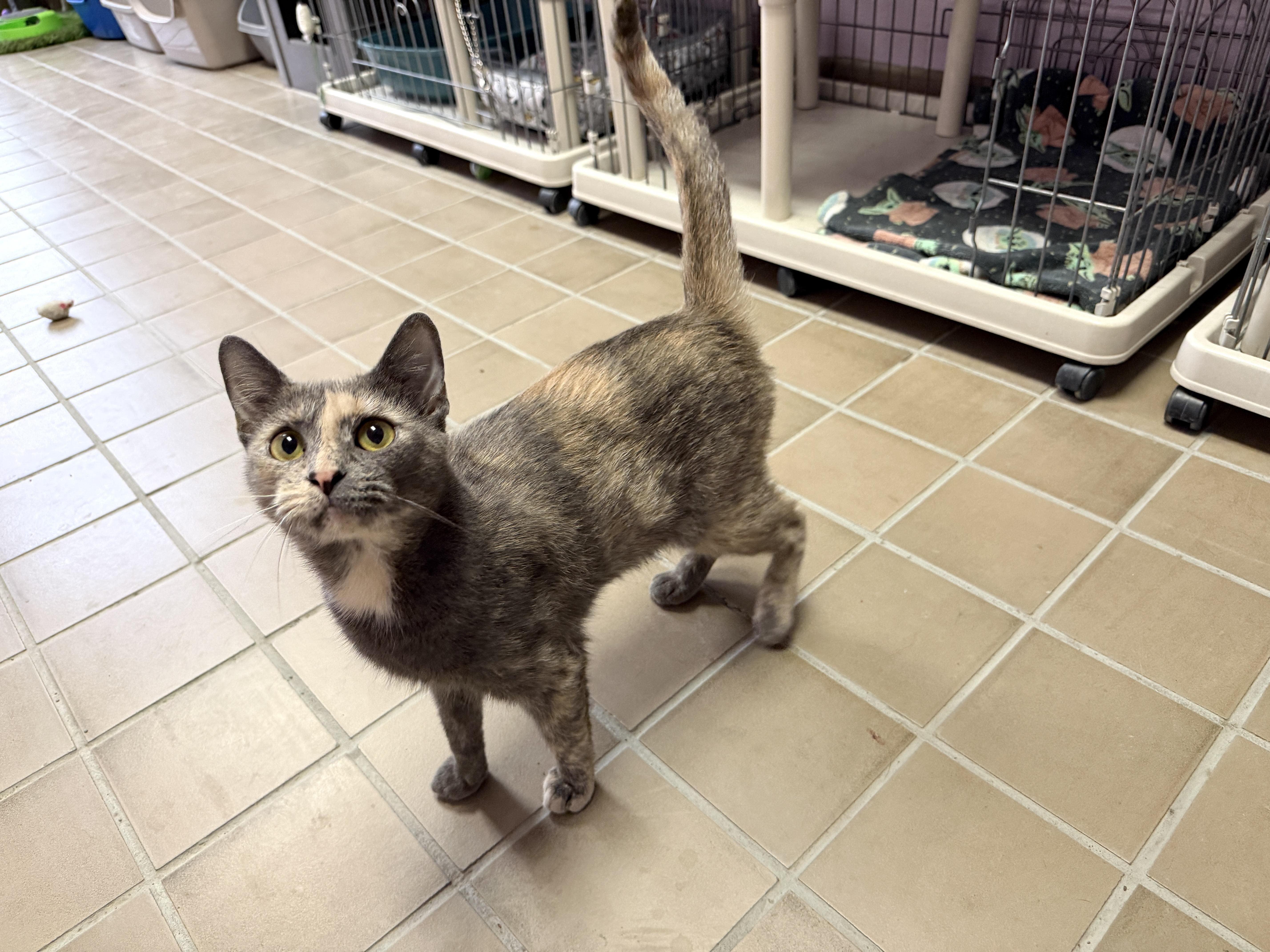 A young medium-sized female Dilute Calico Domestic Short Hair cat named Cream Cheese for adoption in Wantagh, NY