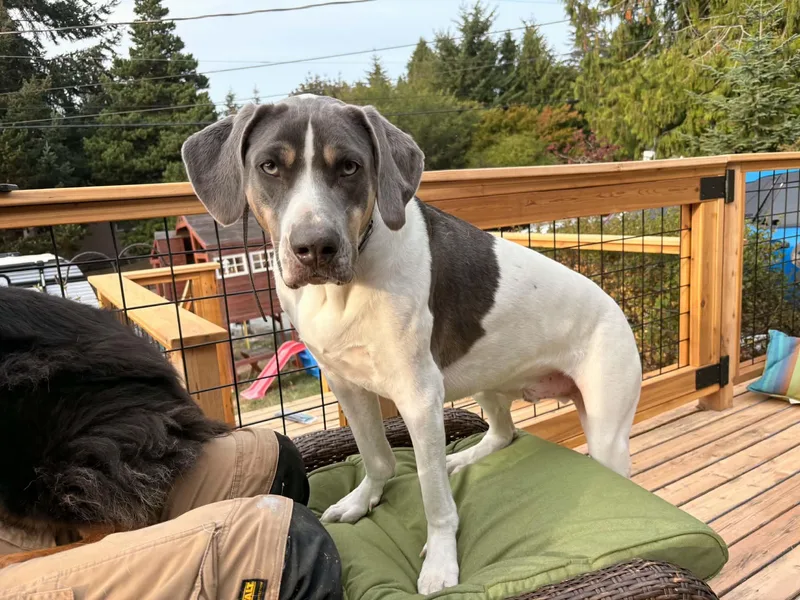 An adult large-sized male Hound dog named Dobby for adoption in Camano Island, WA