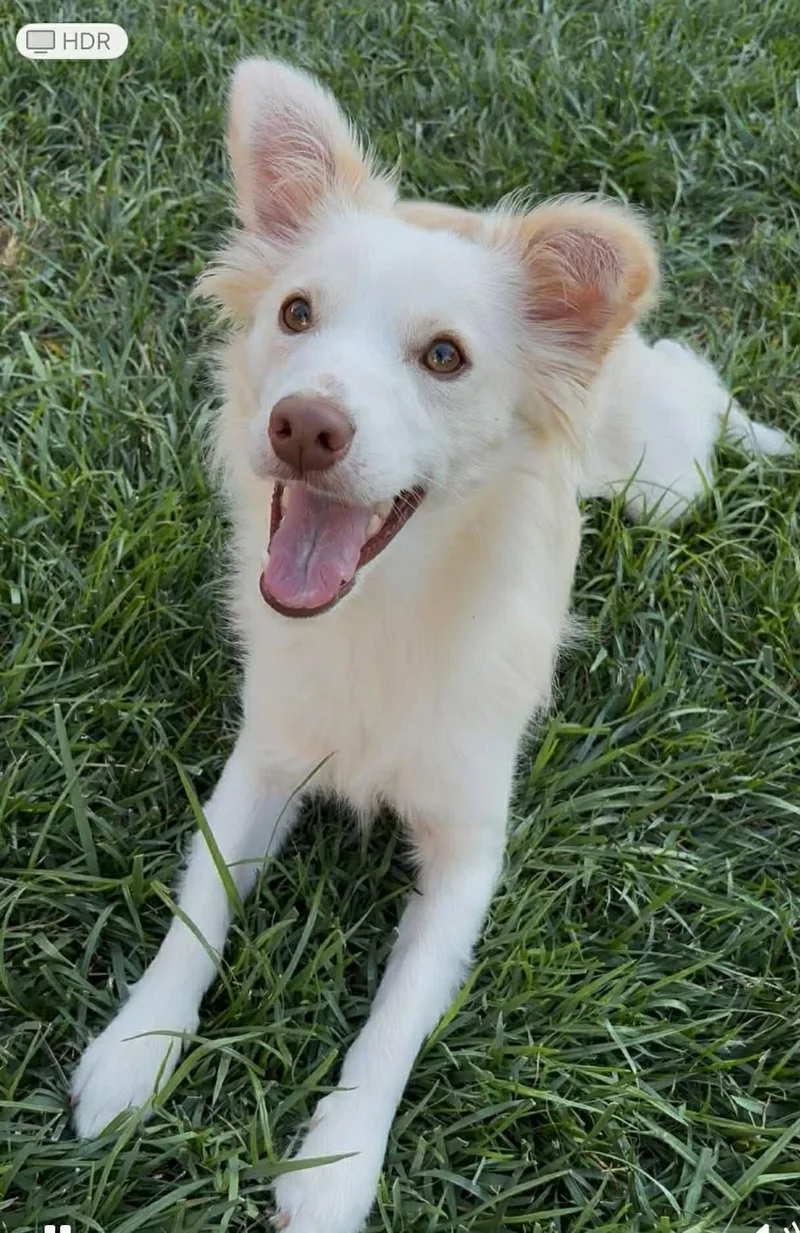 A young medium-sized male Mixed Breed dog named Pickles for adoption in Seattle, WA