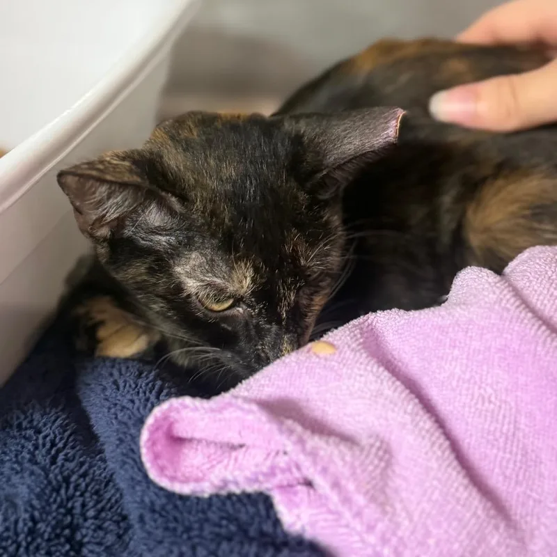 A baby small-sized female Tortoiseshell Domestic Short Hair cat named Eskima for adoption in Lauderhill, FL