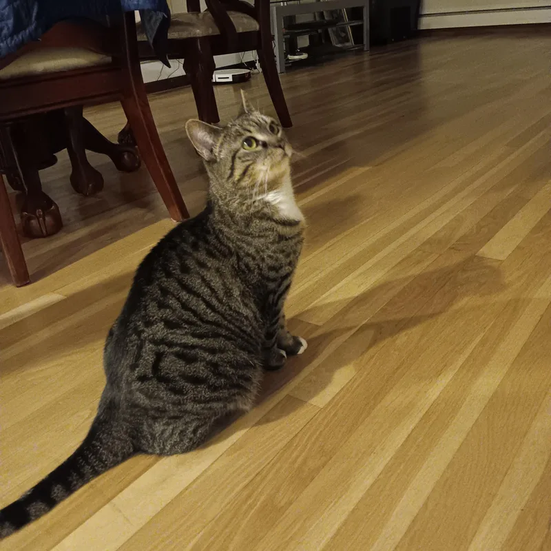 A young medium-sized female Chocolate Point Domestic Short Hair cat named Rosie Bud for adoption in Melrose, MA