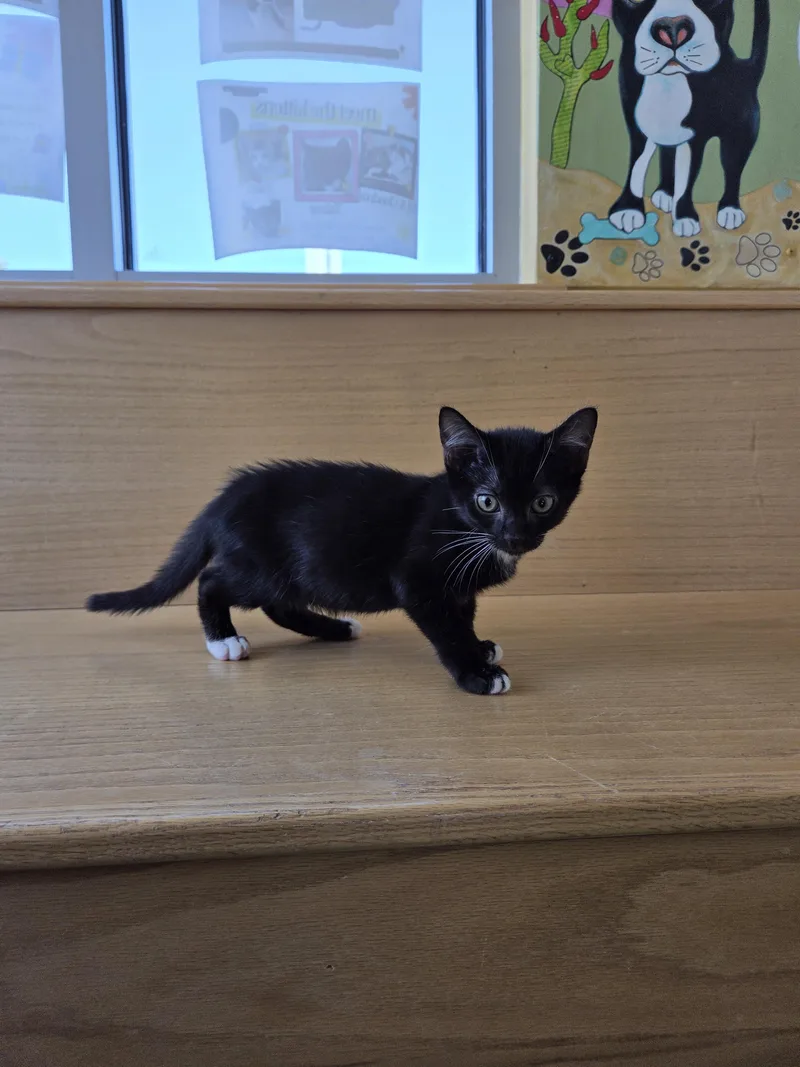 A baby small-sized male Domestic Short Hair cat named Muffin for adoption in Edgewood, NM