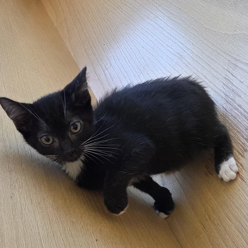 Muffin thumbnail 3
