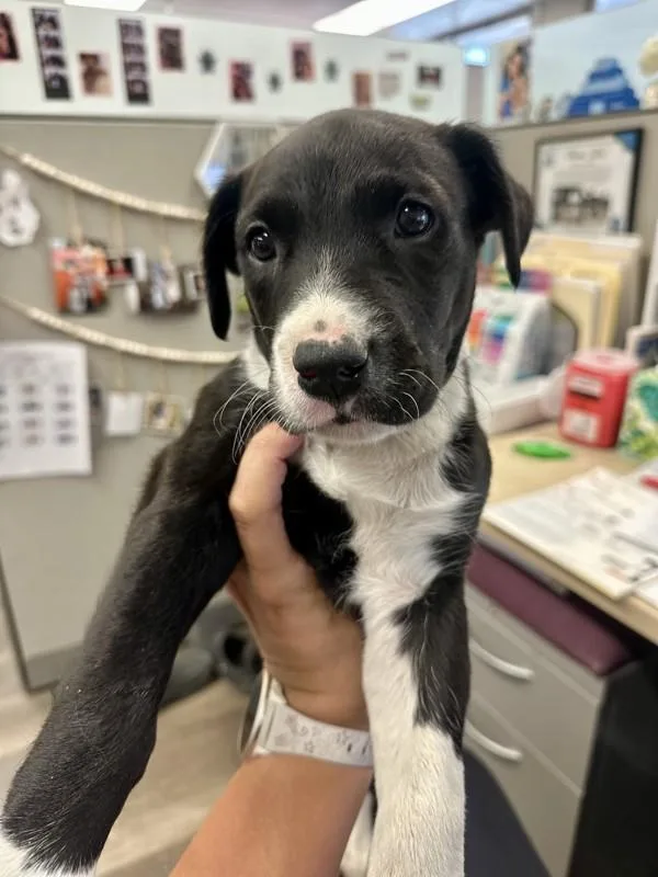 A baby medium-sized male Shepherd dog named Mikey for adoption in Victorville, CA