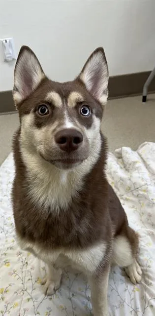 A young small-sized female Husky dog named Lumi for adoption in Newton, NC