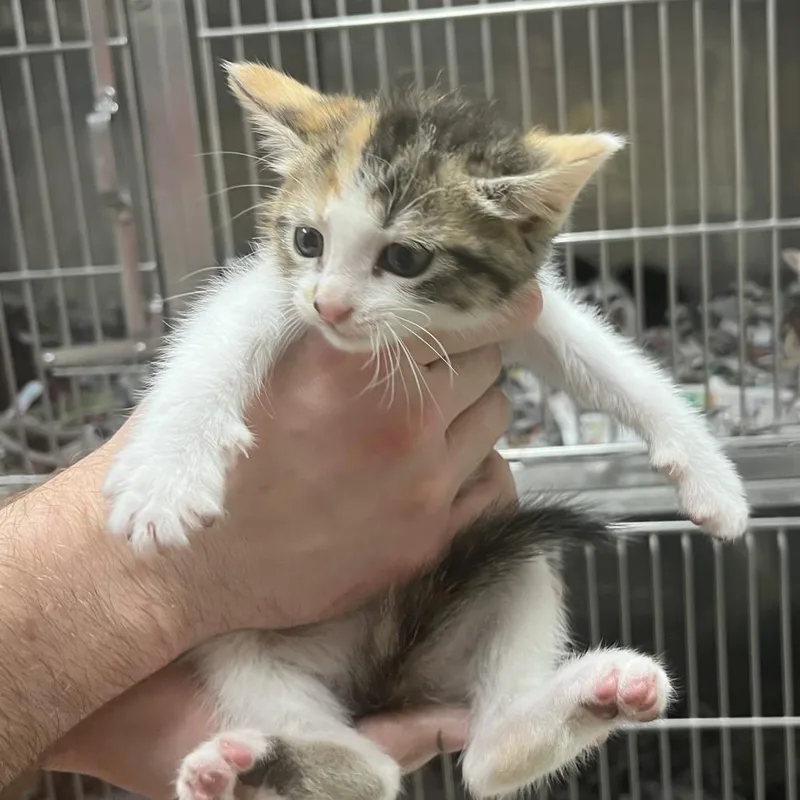 A baby small-sized female Calico Domestic Short Hair cat named Newtra for adoption in Birmingham, AL