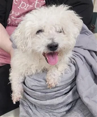 An adult medium-sized male Mixed Breed dog named Rover for adoption in Los Angeles, CA