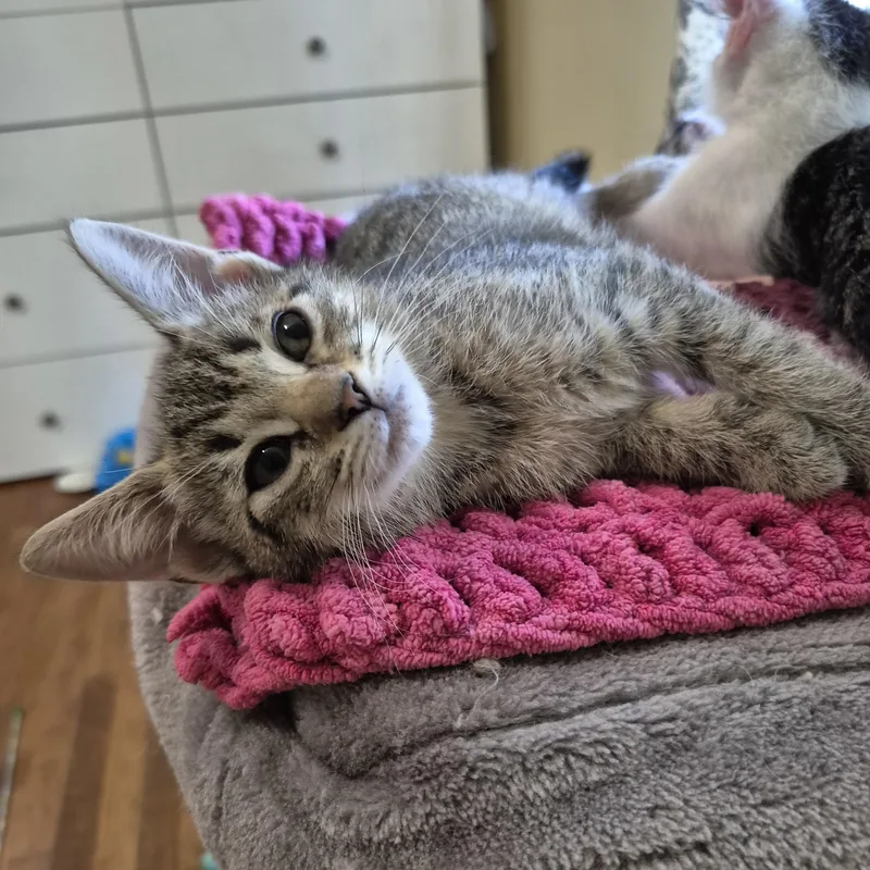 A baby small-sized female Tabby (Gray / Blue / Silver) Domestic Short Hair cat named Chutney for adoption in Richmond, VA
