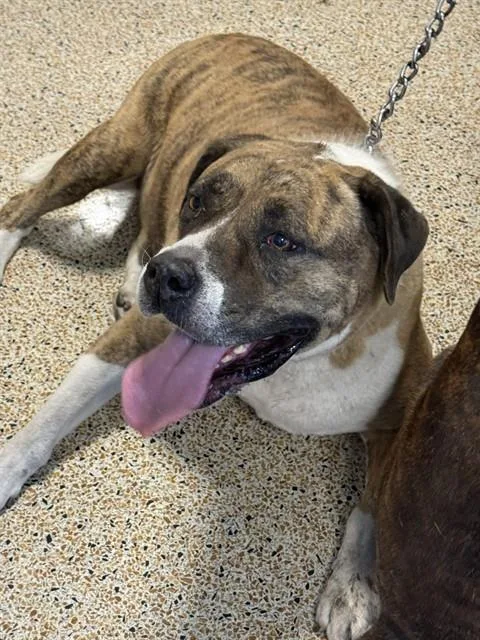 An adult large-sized female American Bulldog dog named Grace for adoption in Miami, FL