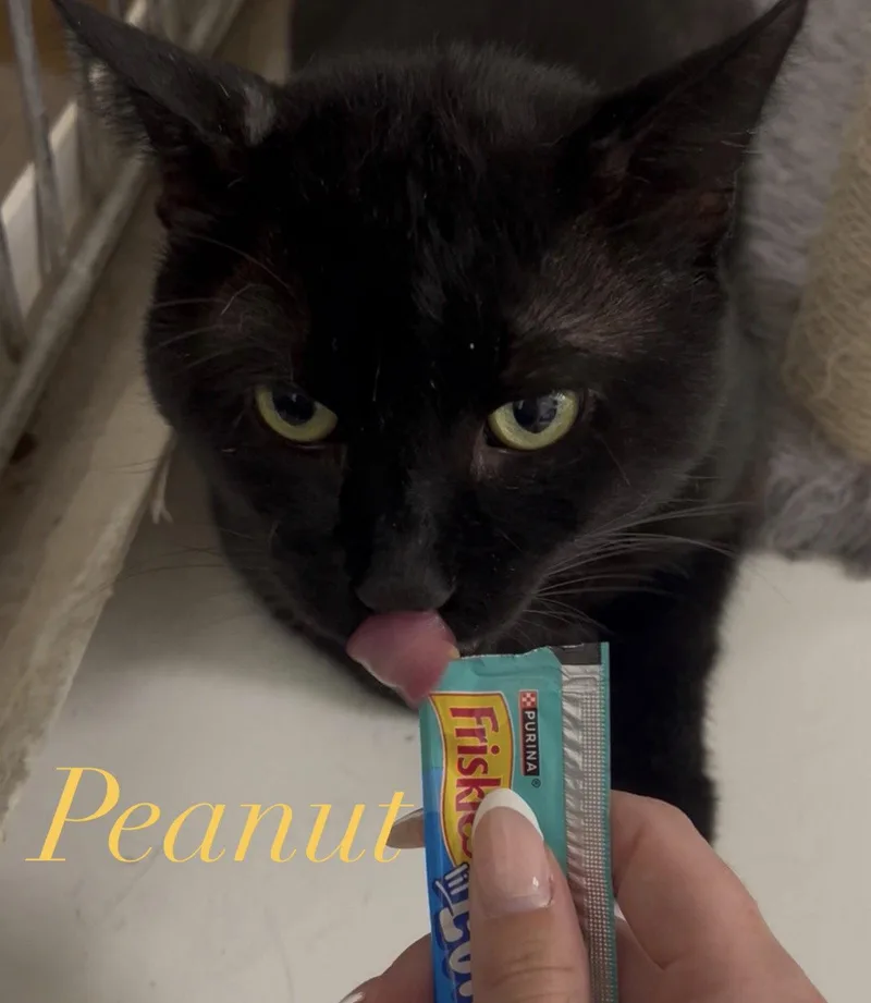 A young medium-sized male Black Domestic Short Hair cat named Peanut for adoption in Spring Lake, NJ