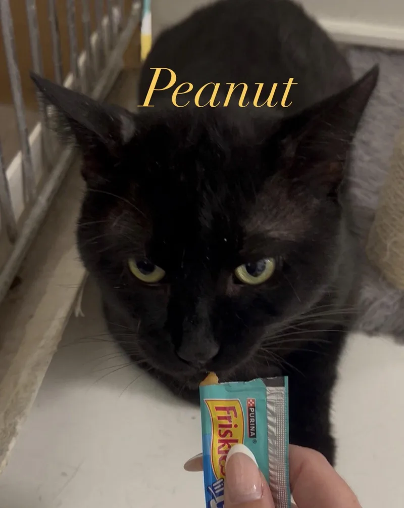 Peanut thumbnail 2