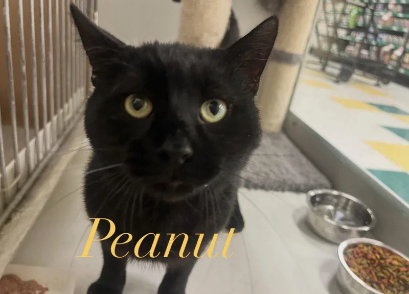 Peanut thumbnail 3
