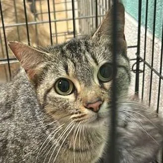 An adult medium-sized female Black Domestic Short Hair cat named Tidmore Mom for adoption in Gadsden, AL