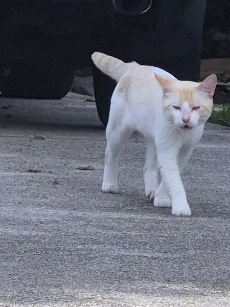 A young small-sized male Domestic Short Hair cat named Fb for adoption in Lawrenceville, GA