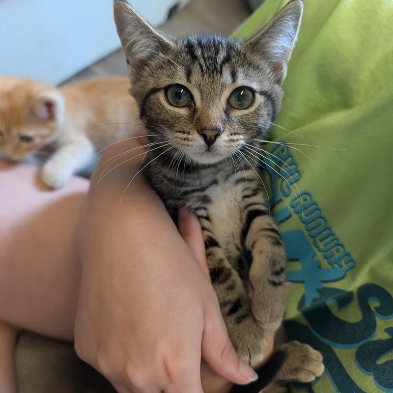 A baby medium-sized female Tabby (Brown / Chocolate) Domestic Short Hair cat named Betta for adoption in Waynesville, NC