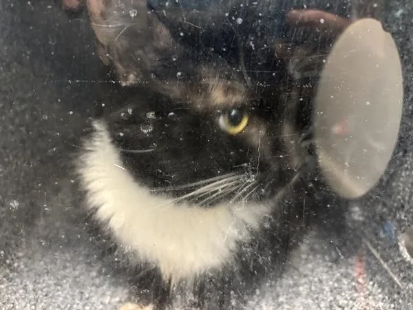 An adult large-sized male Domestic Medium Hair cat named Slip N Slide for adoption in New York, NY