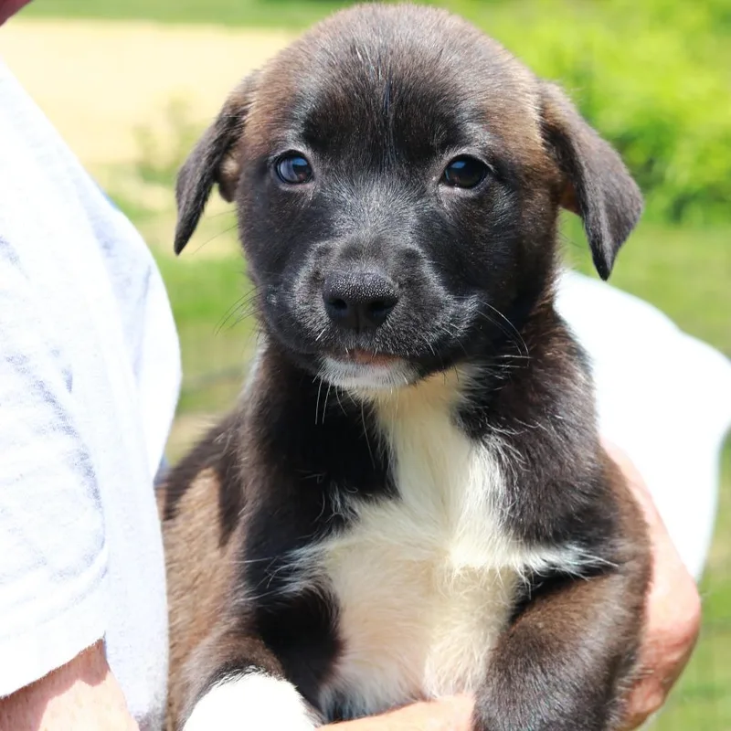 A baby medium-sized male Brown / Chocolate Labrador Retriever dog named CT Blackjack avail Aug for adoption in Eastford, CT