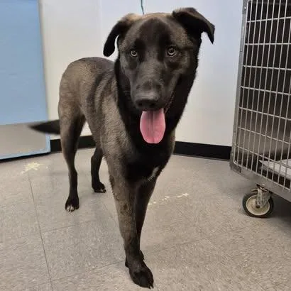 An adult large-sized female Black Shepherd dog named Heidi for adoption in Bastrop, TX